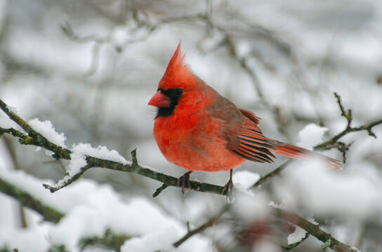 Male Cardinal in tree