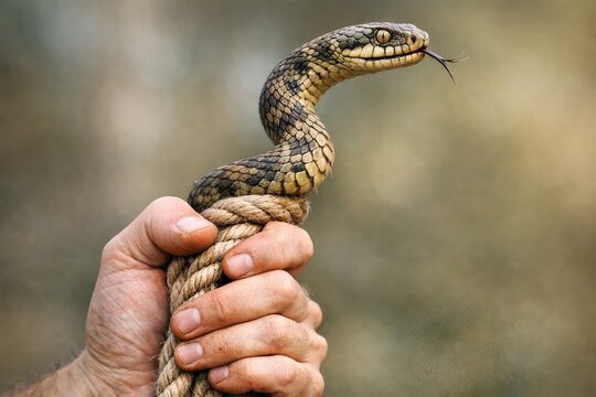 A person holds a snake securely on a rope, ready for handling or display