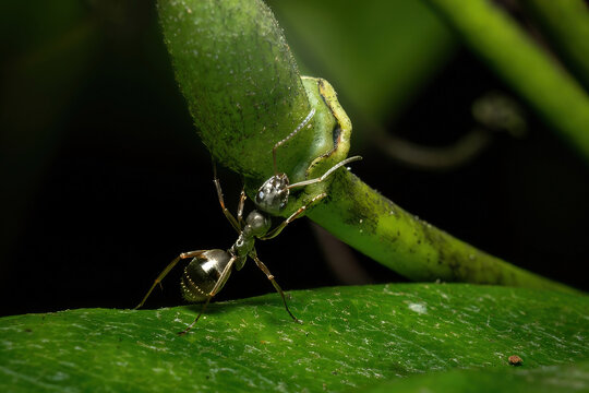 Macro of a shiny black ant climbing a green plant stem in nature. Extreme close-up of a worker ant on a leaf, wildlife and insect photography with a dark blurred background.