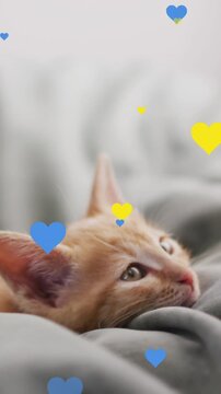 Animation of heart icons over cat in bed