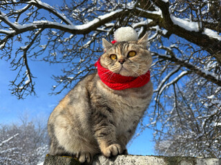 Funny cute cat in winter snowy park © OLENA LIALINA