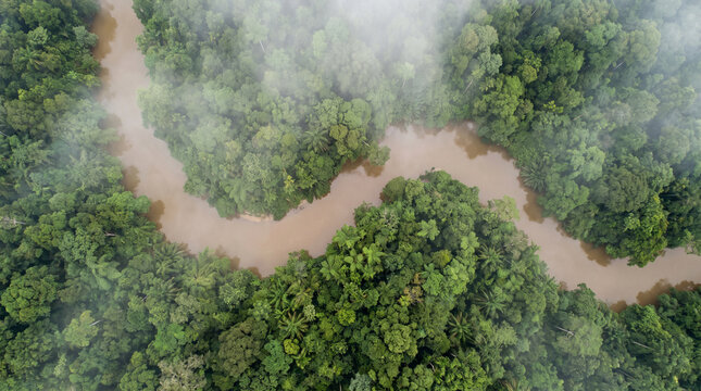 An incredible aerial view of a meandering river flowing through a dense tropical rainforest. The vibrant green canopy and morning mist create a truly magical environment.