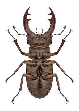 majestic stag beetle viewed from below, showcasing its intricate exoskeleton and powerful form, isolated on transparent background