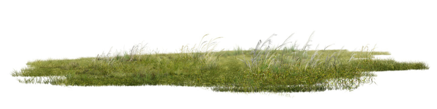 grass on white background/High-resolution detailed green grassland with wild grasses and natural vegetation isolated on a clean white background.