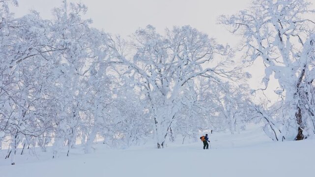 Splitboarder hiking up a snowy japanese forest