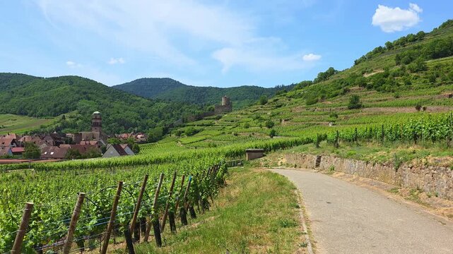 Slow panning motion in the vineyards of Alsace at the town of Kaysersberg with town view and hill top castle.