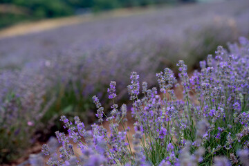 Obraz premium Blooming Lavender Field in Summer with Purple Flower close up.