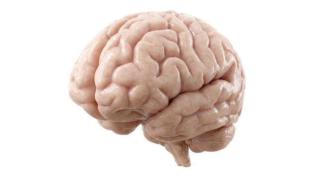 Anatomical human brain 3d rendering is isolated on transparent background for neurology and mental health studies.