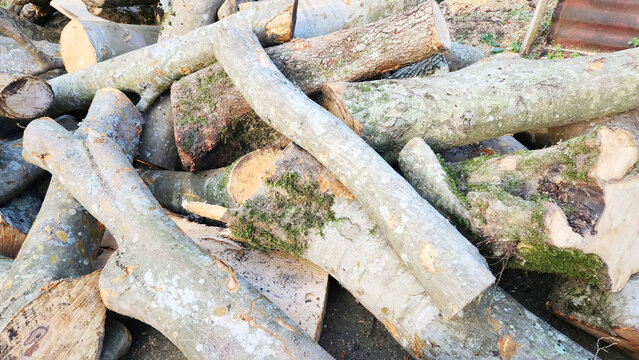 Cut branches and trunks of varying thicknesses form a long pile of wood at the edge of the forest.