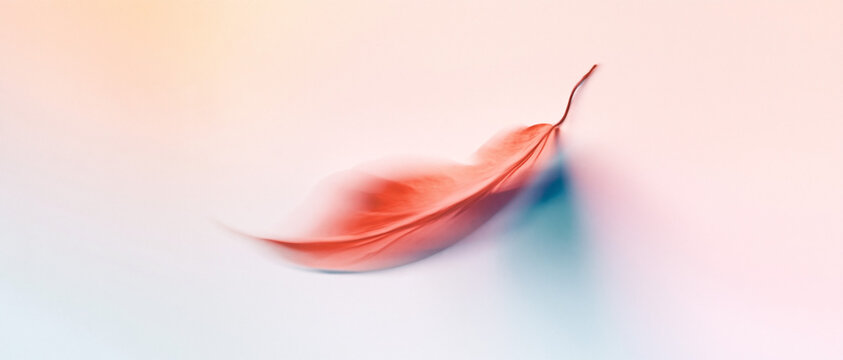 A delicate organic shape floats on a soft coral and blue gradient background. Subtle analog grain and balanced composition create a modern abstract art aesthetic.