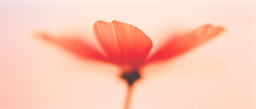 A soft, blurred floral form in dreamy red and coral hues melts into a creamy pastel background. Minimal analog grain adds an elegant, abstract touch to this gentle composition.