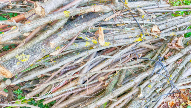 Cut branches and trunks of varying thicknesses form a long pile of wood at the edge of the forest.