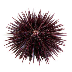 Obraz premium Spherical sea urchin with numerous dark purple spines found in a coastal area during daylight hours