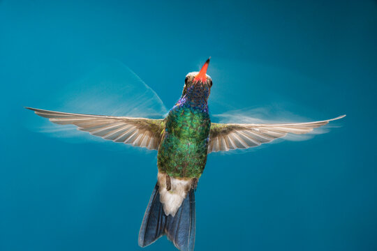 Broad-billed hummingbird frozen in flight with some movement