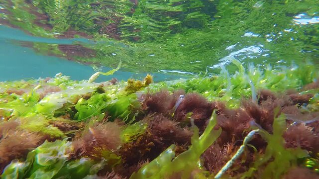 Vivid green Ulva sheet weed and bushy red algae sways under waves in clear shallow sea water, mirroring in surface, slow motion. Natural, colorful underwater scene with seaweed at surf time.