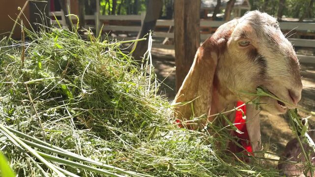 A Nubian goat is eating fresh grass.