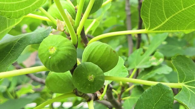 Unripe Green Figs Growing on Tree Branch with Leaves in Garden