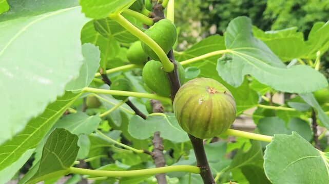 Unripe Green Figs Growing on Tree Branch with Leaves in Garden