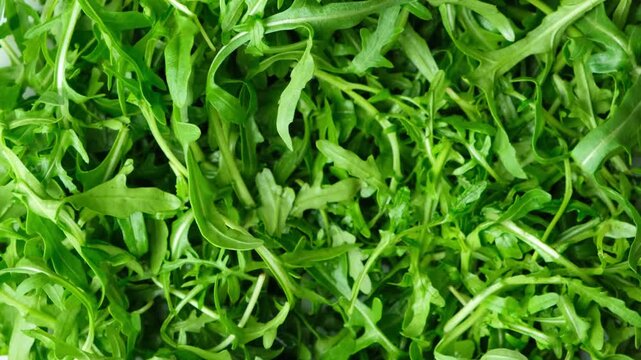 Slowly rotating cooking green arugula background top view.