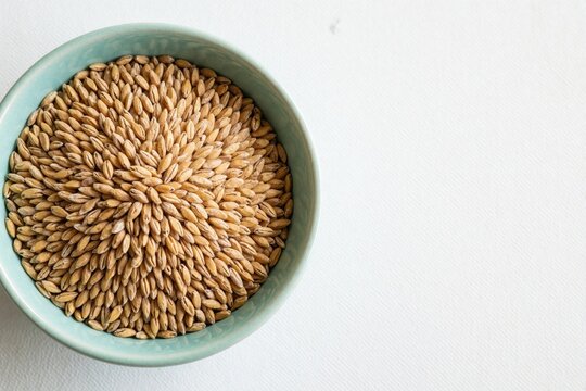 Close up of raw Kamut grain kernels arranged in a light blue bowl on a white surface. This ancient wheat is a healthy food ingredient. Copy space is available.