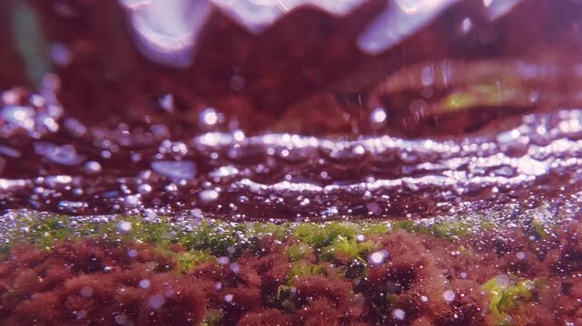 Real time, bright green sea lettuce Ulva and red Ceramium algae waving under waves in shallow tide wash with shiny air bubbles, sun flare, and clear sky above. Natural underwater scene.