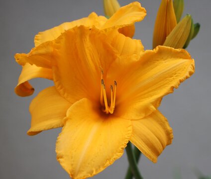 Lily IsoESuper Hedione Galaxolide その他 Hemerocallis Lilioasphodelus