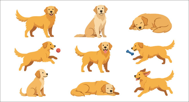 Golden retriever dogs in various poses are depicted in a flat vector illustration with a white background