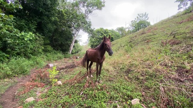 Caballo de Palo Blanco