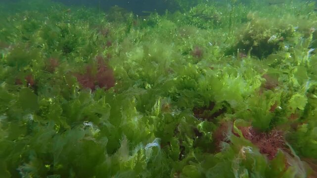 Lush benthic meadow of bright green Ulva sea lettuce and red Ceramium algae on seabed vibrant sun flare with Atherina sand smelt fish swimming over seaweeds in vibrant sunbeams.