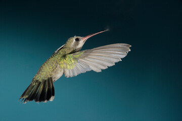 Naklejka premium Female broad-billed hummingbird in flight