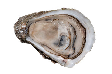 Single fresh oyster on light background. (With clipping path) An extreme closeup of a single opened oyster with a soft shadow. © LRafael