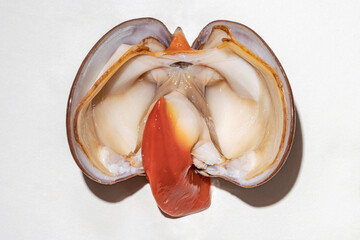 Open fresh smooth clam on isolated background. (With clipping path). A single open clam with visible shellfish meat and orange flesh. © LRafael