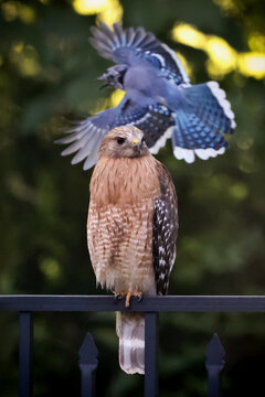 Close-up color photo of a beautiful blue jay as it swoops down trying to scare off an unwelcome hawk that is perched on a black metal fence post.