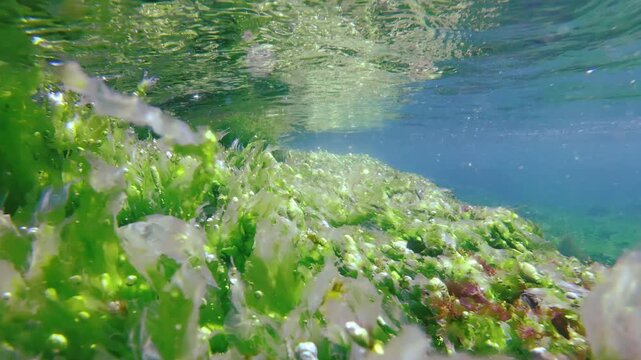 Submerged green Ulva sea lettuce sheets with trapped oxygen bubbles from active photosynthesis sparkling under bright sunlight, swaying in sea waves. Natural underwater scene on surf area