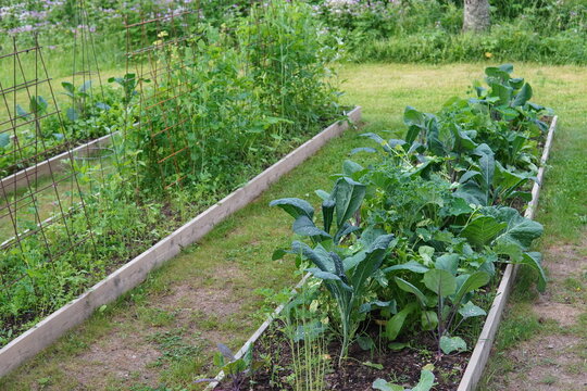 Raised wooden garden beds growing organic kale and peas on a metal trellis