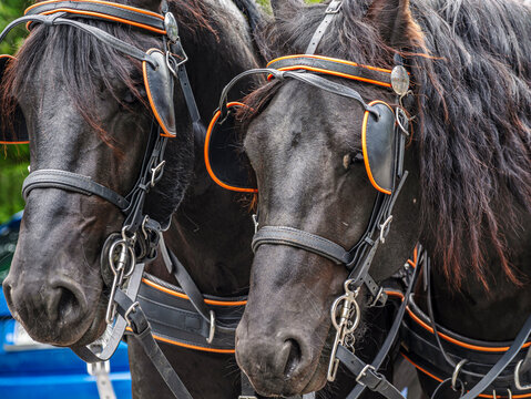 Pair of Black Draft Horses in Leather Harnesses Close-Up Portrait of a Carriage Team