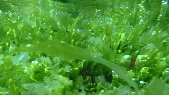 Vivid green Ulva algae carpet emitting oxygen bubbles under water surface reflection in natural sunlight flare. Natural underwater scene sea lettuce lavers with gas vesicles and air bladders, close-up