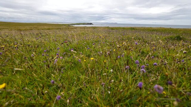 devils bit-scabious on swona in orkney looking over to the lighthouse, time lapse in 4k.