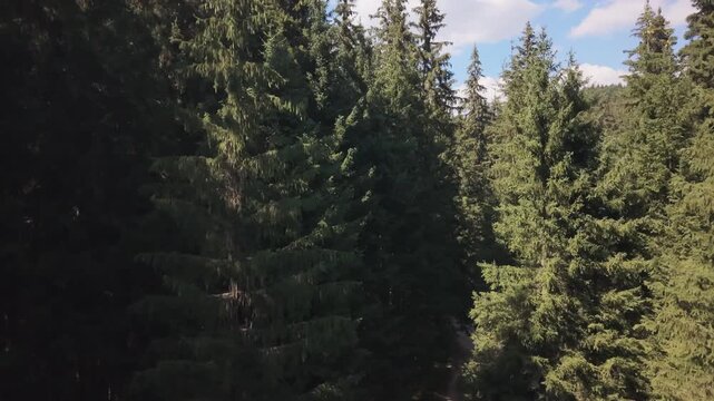 Aerial View of Drone Emerging Above Dense Pine Tree Canopy to Reveal Bijambare Forest Landscape, Bosnia and Herzegovina