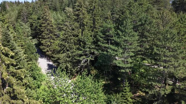 Aerial View of Drone Emerging Above Trebevic Bobsleigh Track with Pedestrian Walking in Evergreen Pine Forest, Bosnia and Herzegovina