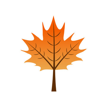Autumn Orange Maple Leaf Vector Graphic Isolated on Transparent Background