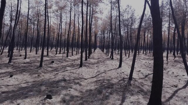 Le Porge, Gironde, France - August 2026: Forward tracking shot through straight rows of human-planted pine trees burned by wildfire, with blackened trunks and pale sandy ground.