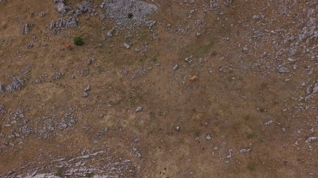 Static Top-Down Aerial View of Cow Walking Down Dry Sunbaked Meadow Slope on Visocica Mountain, Bosnia and Herzegovina