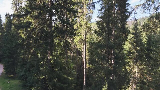 Drone Ascending Past Evergreen Pine Trees Revealing Bijambare Cave Entrance, Bosnia and Herzegovina