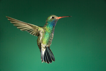 Naklejka premium Broad-billed hummingbird in flight