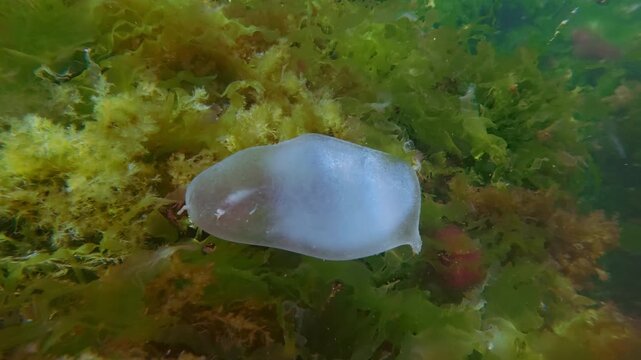 Gelatinous egg case of marine polychaete worm sways in sea flow on green Ulva sea lettuce algae with trapped fish inside, hapless baby fish could not find its way back out from this bubble and died.