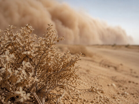 A massive wall of airborne dust approaches a dry desert shrub across an arid landscape, capturing the scale and danger of an extreme dust storm.
