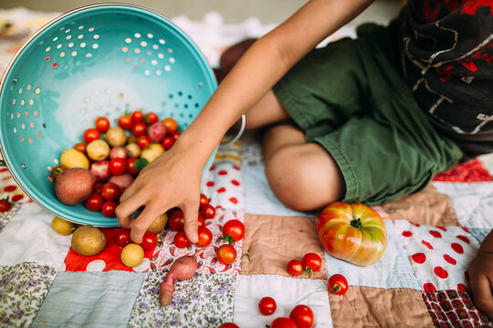 Young Boy Sorting Fresh Harvested Cherry Tomatoes and Potatoes on Patchwork Quilt