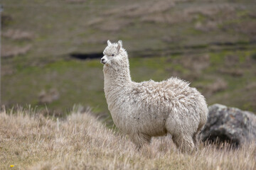 Naklejka premium White Alpaca (Vicugna pacos) Standing in High-Altitude Andean Páramo Grassland in Antisana Ecological Reserve, Ecuador, South America