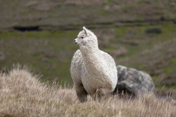 Naklejka premium White Alpaca (Vicugna pacos) Standing in High-Altitude Andean Páramo Grassland in Antisana Ecological Reserve, Ecuador, South America